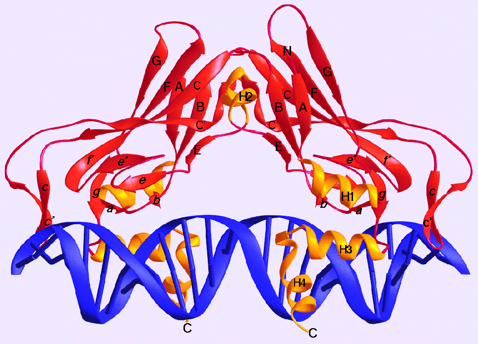 DNA-protein binding