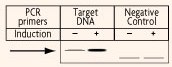 confronto PCR