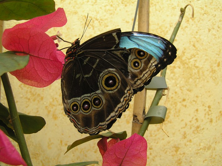Giardino farfalle