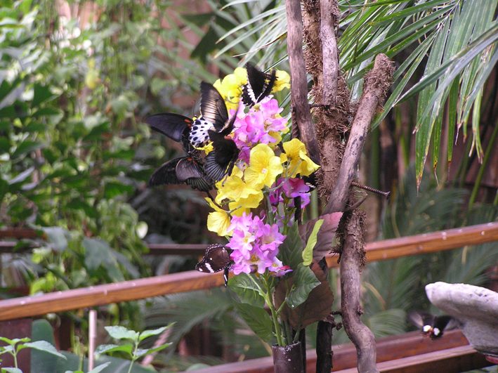 Giardino farfalle