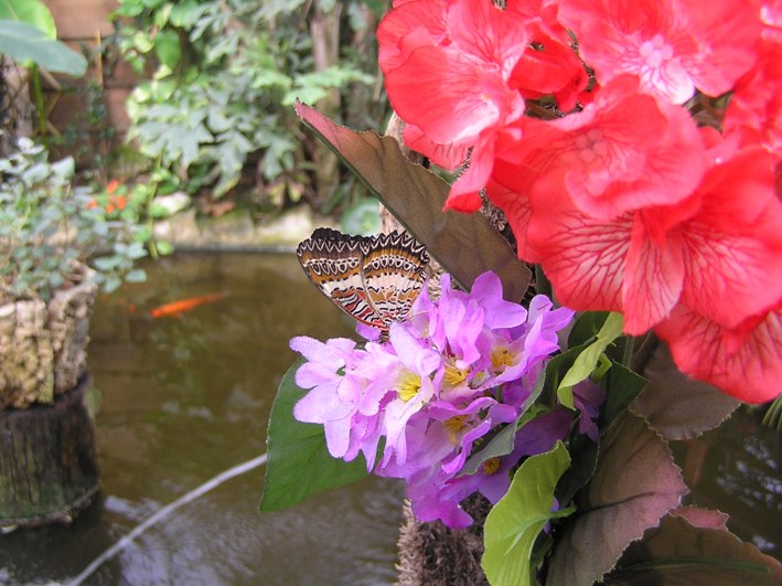 Giardino farfalle