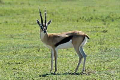 gazzelle di Thomson