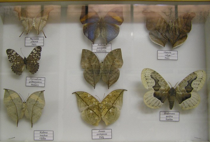 Giardino farfalle