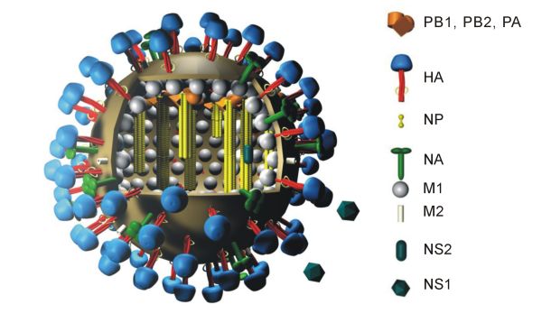 H5N1