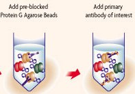 immunoprecipitazione