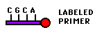 labelled primer