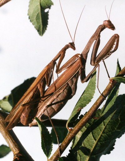 Mantide religiosa