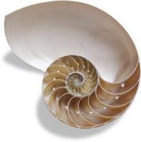 nautilus