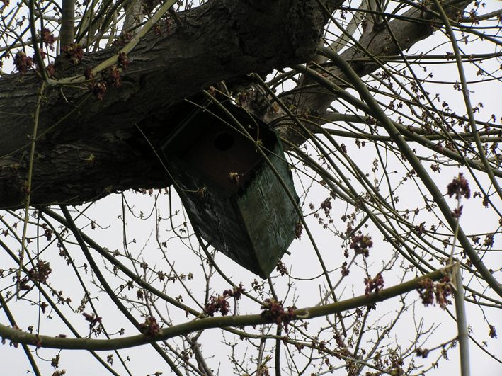 nidi artificiali - artificial nest