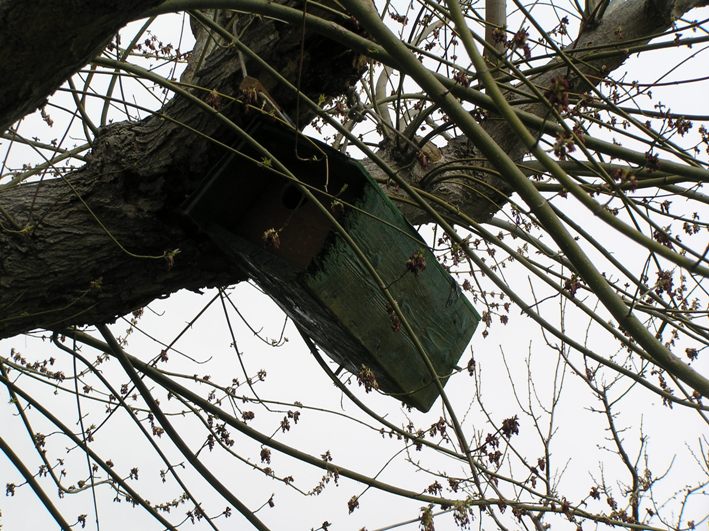 nidi artificiali - artificial nest
