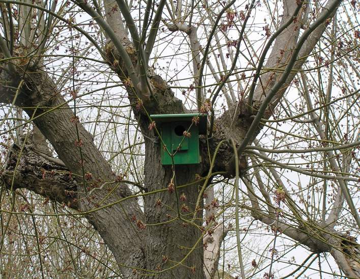 nidi artificiali - artificial nest