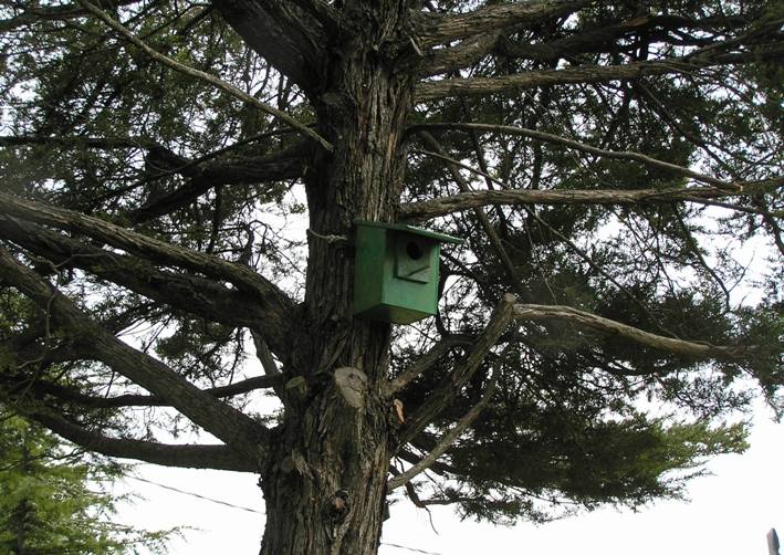 nidi artificiali - artificial nest