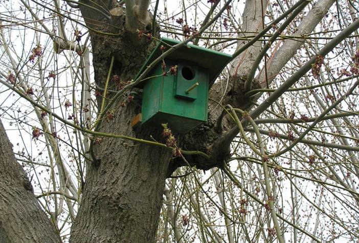 nidi artificiali - artificial nest