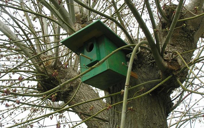 nidi artificiali - artificial nest