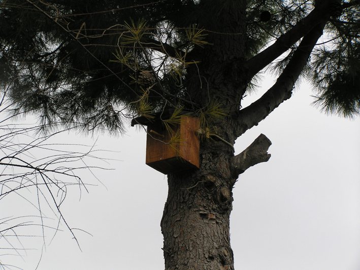 nidi artificiali - artificial nest