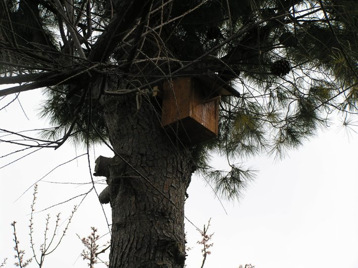 nidi artificiali - artificial nest