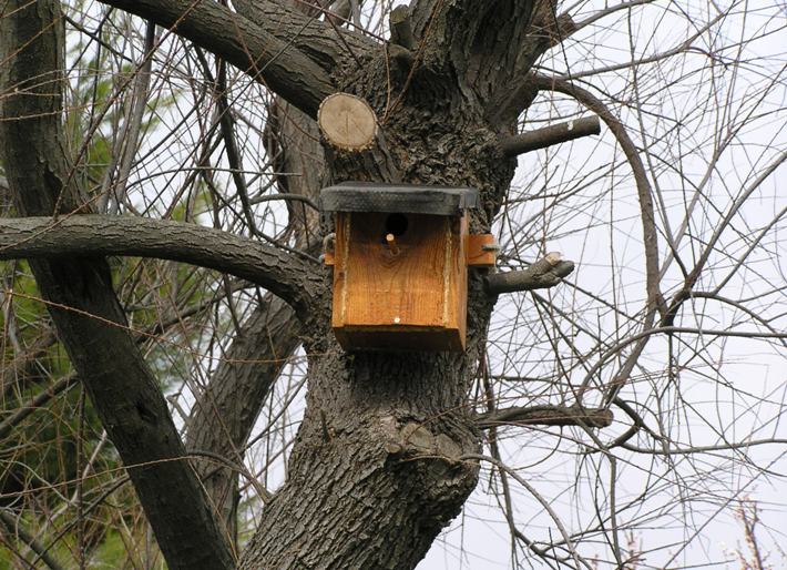 nidi artificiali - artificial nest