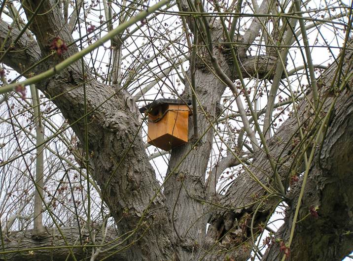 nidi artificiali - artificial nest