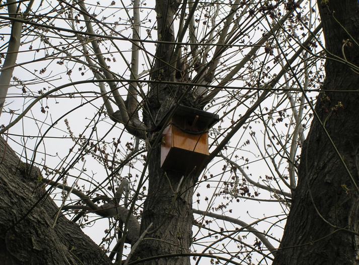 nidi artificiali - artificial nest