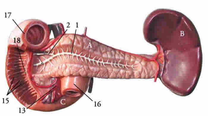 pancreas