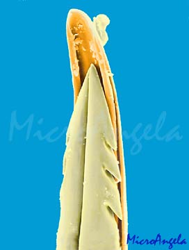 pungiglione ape