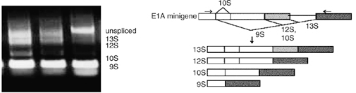 splicing assay